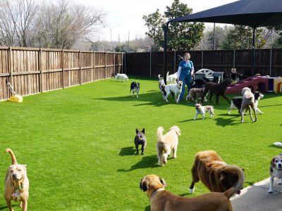 Artificial Grass Doggy Daycare