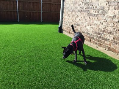 Artificial Grass Pet Area