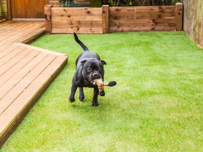 Black Staffordshire bull terrier dog running and playing on artificial grass by decking in a residential garden or yard. he has a soft toy tiger in his mouth.