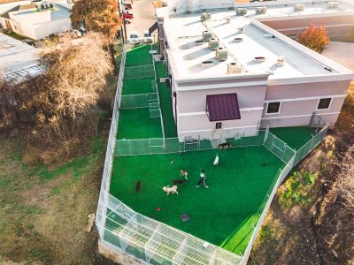 Doggy Daycare Turf