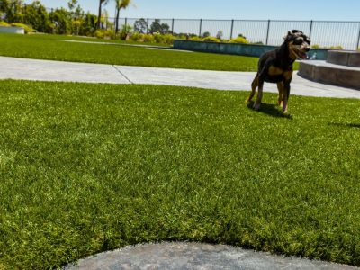 Fake Grass for Dogs